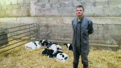 Photo of Maïs grain ou maïs ensilage pour élever les veaux ?