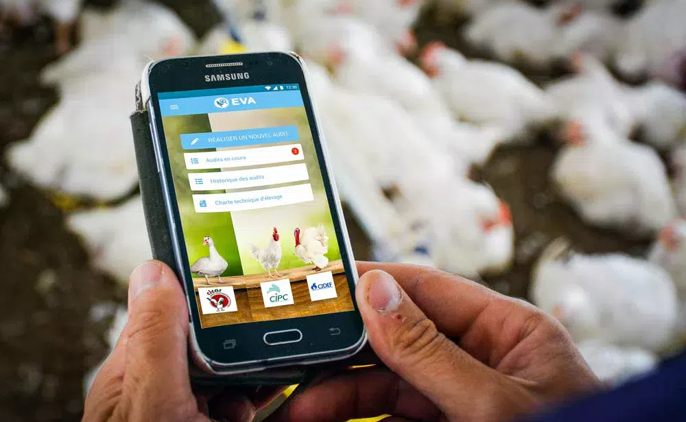L’application EVA sera téléchargeable gratuitement à partir de début octobre - Illustration Une application pour auditer les élevages de volailles