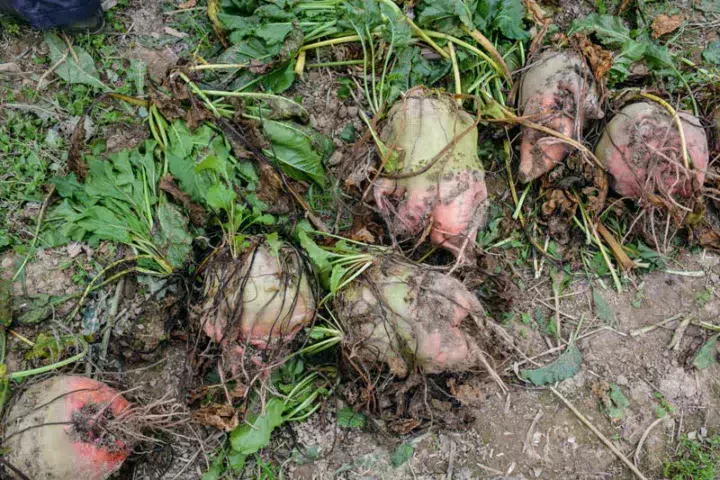 Les estimations permettent d’envisager un rendement de 18,5 t MS/ha sur une parcelle à Pacé.