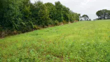 Les champs cultivés par Bernard Pouliquen présentent une très bonne continuité, avec un mélange de nombreuses espèces.