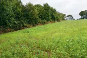 Les champs cultivés par Bernard Pouliquen présentent une très bonne continuité, avec un mélange de nombreuses espèces.