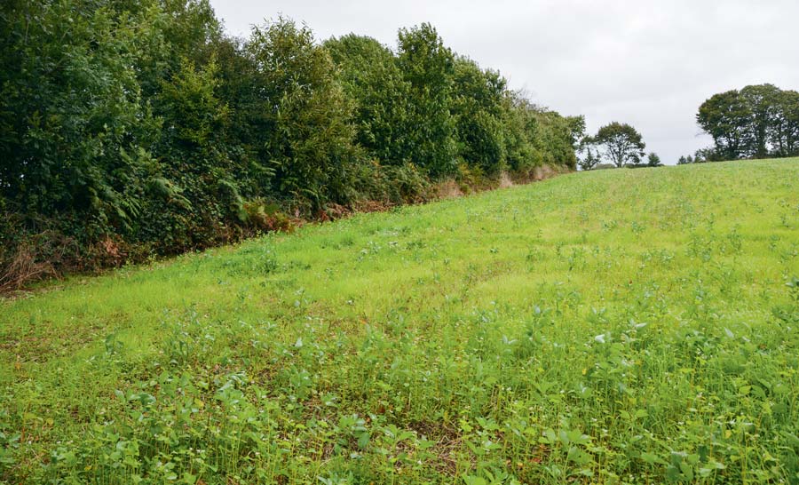 Les champs cultivés par Bernard Pouliquen présentent une très bonne continuité, avec un mélange de nombreuses espèces. - Illustration Biodiversité : voyage au centre de la haie