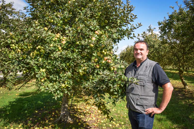 Guillevic, Douce Moën, Douce Coëtligné, Kermerrien, Bedan, Peau de chien... Dans ses vergers, Jean-Michel Nicol cultive différentes variétés de pommes à cidre, qui sont autant de crus, reflets d'un terroir. - Illustration La Rolls du cidre est morbihannaise ! Yec’hed mat !