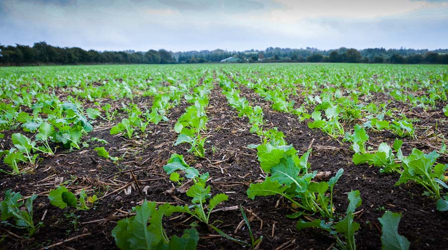 Les semis précoces (avant le 20 août), qui ont bénéficié de conditions favorables à la levée, se trouvent au stade 4-6 feuilles. - Illustration Colza : limiter l’usage du régulateur d’automne aux situations à risque