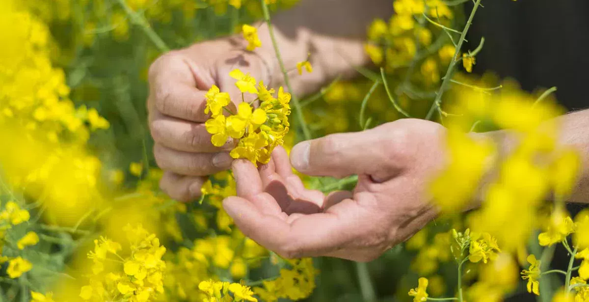 Les actifs acquis par BASF comprennent un portefeuille intéressant de semences de colza, principalement en Amérique du Nord et en Europe. - Illustration Mutagénèse : la Conf’ demande à BASF de “cesser de tromper les paysans”