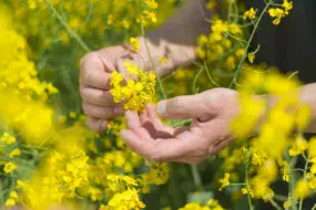 Les actifs acquis par BASF comprennent un portefeuille intéressant de semences de colza, principalement en Amérique du Nord et en Europe.