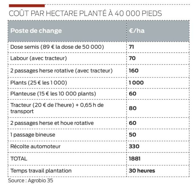 cout-betterave