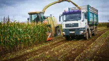 Le camion ne perd pas d’adhérence dans le champ et convoie 40 m3 à chaque remorque.