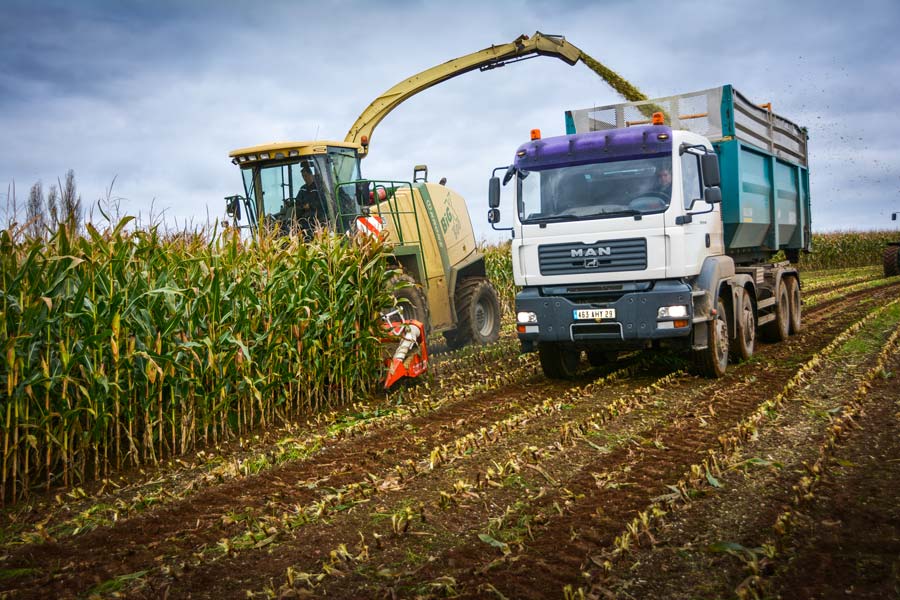 Le camion ne perd pas d’adhérence dans le champ et convoie 40 m3 à chaque remorque. - Illustration Des chantiers d’ensilage rapides même en parcelles éloignées