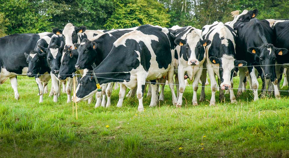 Si les vaches venaient à franchir cette clôture, l'éleveur équipé de capteurs avec système de télésurveillance serait immédiatement prévenu.