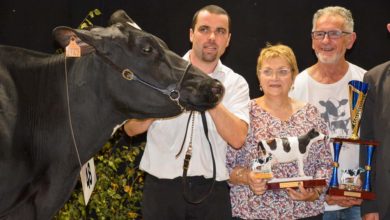 Photo of En Prim’Holstein, Jummer domine ses aînées