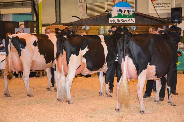 Les championnes sur le ring au moment de la décision finale. Jummer, à droite, est une fille de Chelios sur Seagual. Hevared (Acme x Baxter), championne adulte, est à gauche.