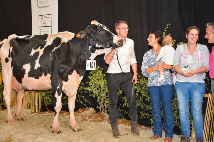 Gitane (Djiby x Poland) à Mme Jegouzo de Bubry remporte la section 4 B, des vaches en 4ème lactation.