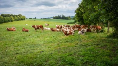 Photo of Un changement d’exploitation pour faire du lait avec de l’herbe