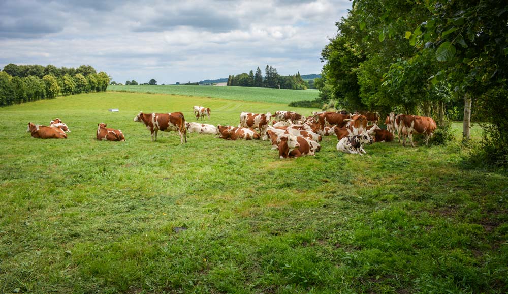 innov-lait-vache-pature - Illustration Un changement d’exploitation pour faire du lait avec de l’herbe