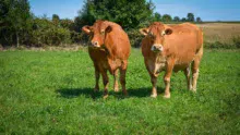 Les éleveurs du groupe Vaches allaitantes d’Agir, présidé par Jean-François Perrodo, ont visité 3 élevages dans le Limousin.