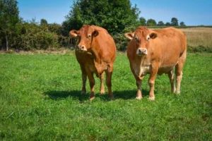 Les éleveurs du groupe Vaches allaitantes d’Agir, présidé par Jean-François Perrodo, ont visité 3 élevages dans le Limousin.