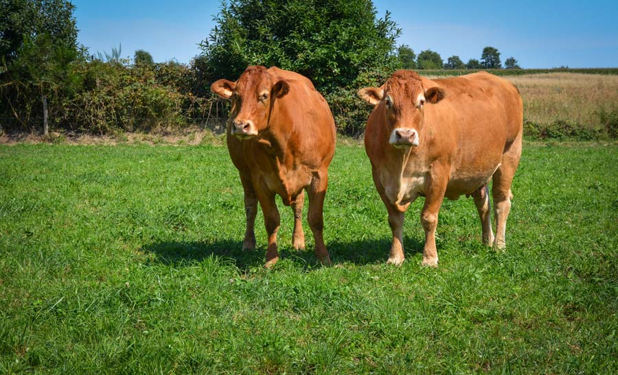 Les éleveurs du groupe Vaches allaitantes d’Agir, présidé par Jean-François Perrodo, ont visité 3 élevages dans le Limousin.