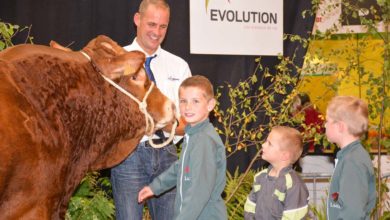 Photo of Loustic, champion des Limousins
