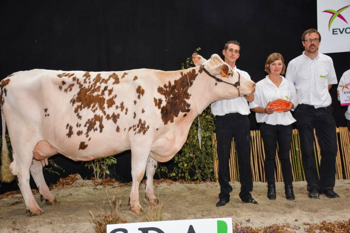 Holly, la championne adulte, au Gaec de la Briandais, à Allaire.