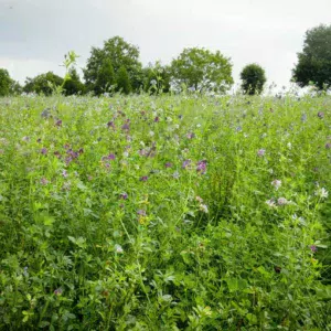 Entre septembre et fin décembre, il est possible d'aller chercher au moins 1 t MS / ha avec le pâturage automnal.