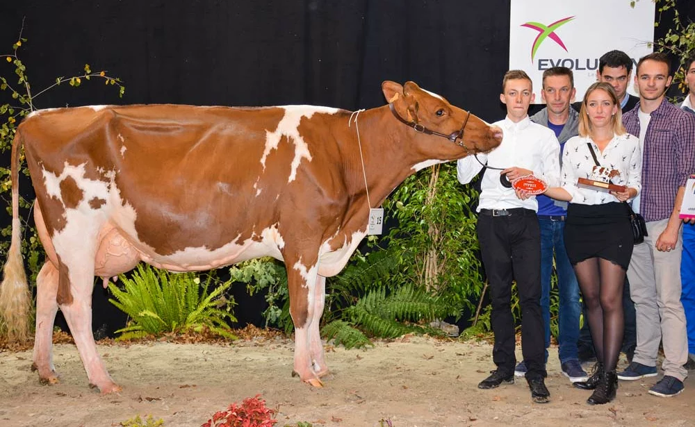Joliecœur a produit, en 1re lactation, 6758 kg à 46,5 et 34,1 (TA). - Illustration Pie Rouge : Joliecœur et jolie vache