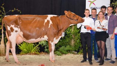 Photo of Pie Rouge : Joliecœur et jolie vache