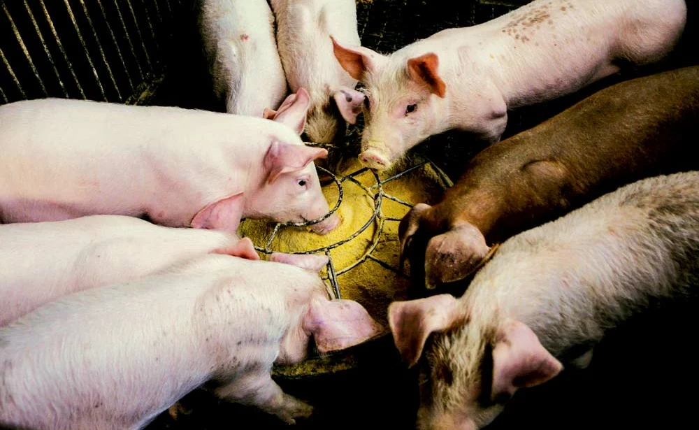 pig-porc-cochon - Illustration Viande porcine : la balance commerciale déficitaire en janvier