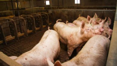 Photo of Réexamen des élevages porcins et volailles