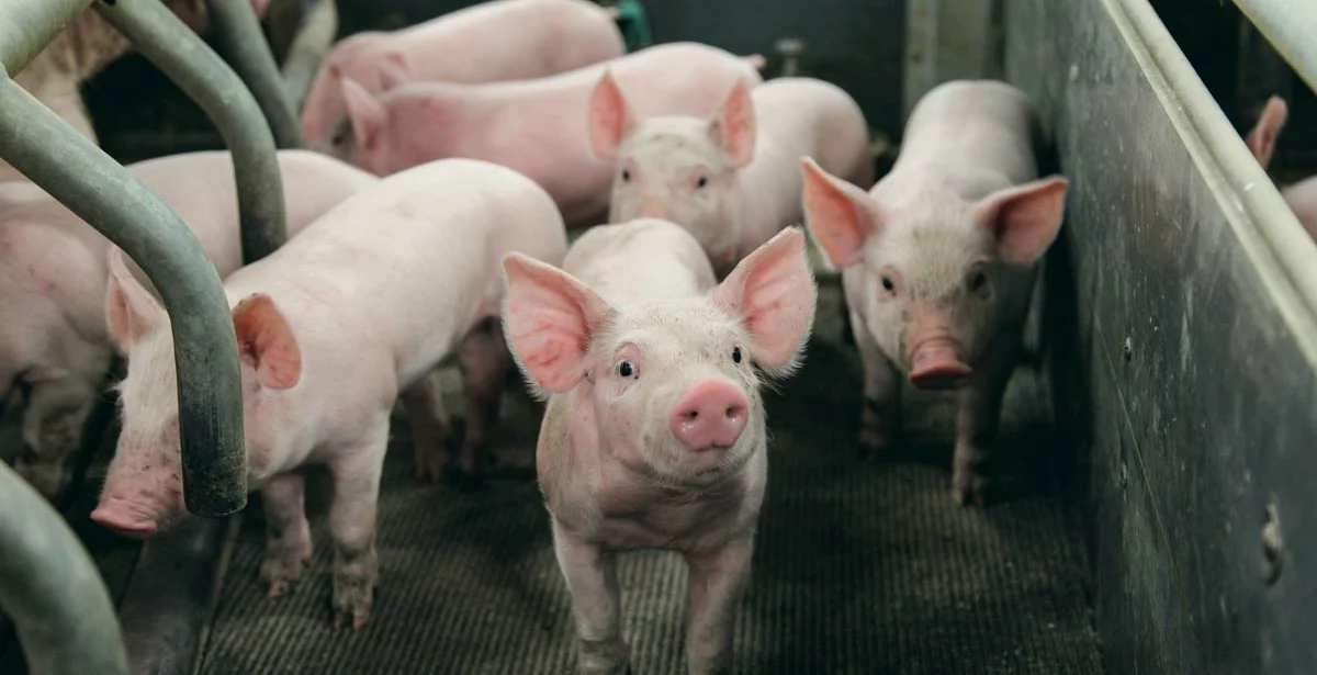 porc-porcelet - Illustration Production porcine : Après l’embellie, quel scénario ?