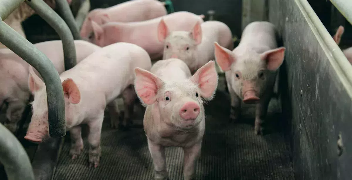 porc-porcelet - Illustration Porcs : la CR alerte sur des baisses de prix producteur dans les négociations commerciales