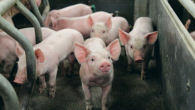 Photo of Porc : léger sursaut de la production française attendu en 2018