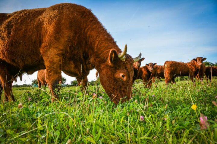 L’observation au champ est cruciale, car le comportement des animaux apprend sur d’éventuels troubles digestifs.