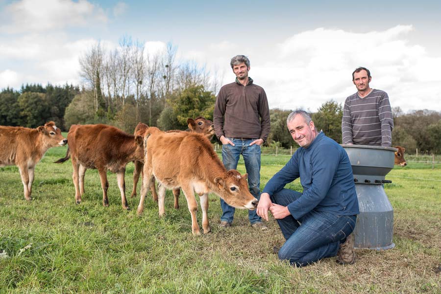 Depuis quelques années, Vincent Daboudet, Jean-Jacques Poilvert et Olivier Guillemet ont opté pour le croisement trois voies (Rouge scandinave, Jersiaise et Holstein néo-zélandaise) « pour gagner en rusticité et profiter de l’effet d’hétérosis ». Récemment, ils ont acheté six femelles Jersiaises. - Illustration En bio, nos repères ont changé