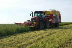 Utilisation d'une association ray-grass hybride - trèfle violet en affouragement en vert.