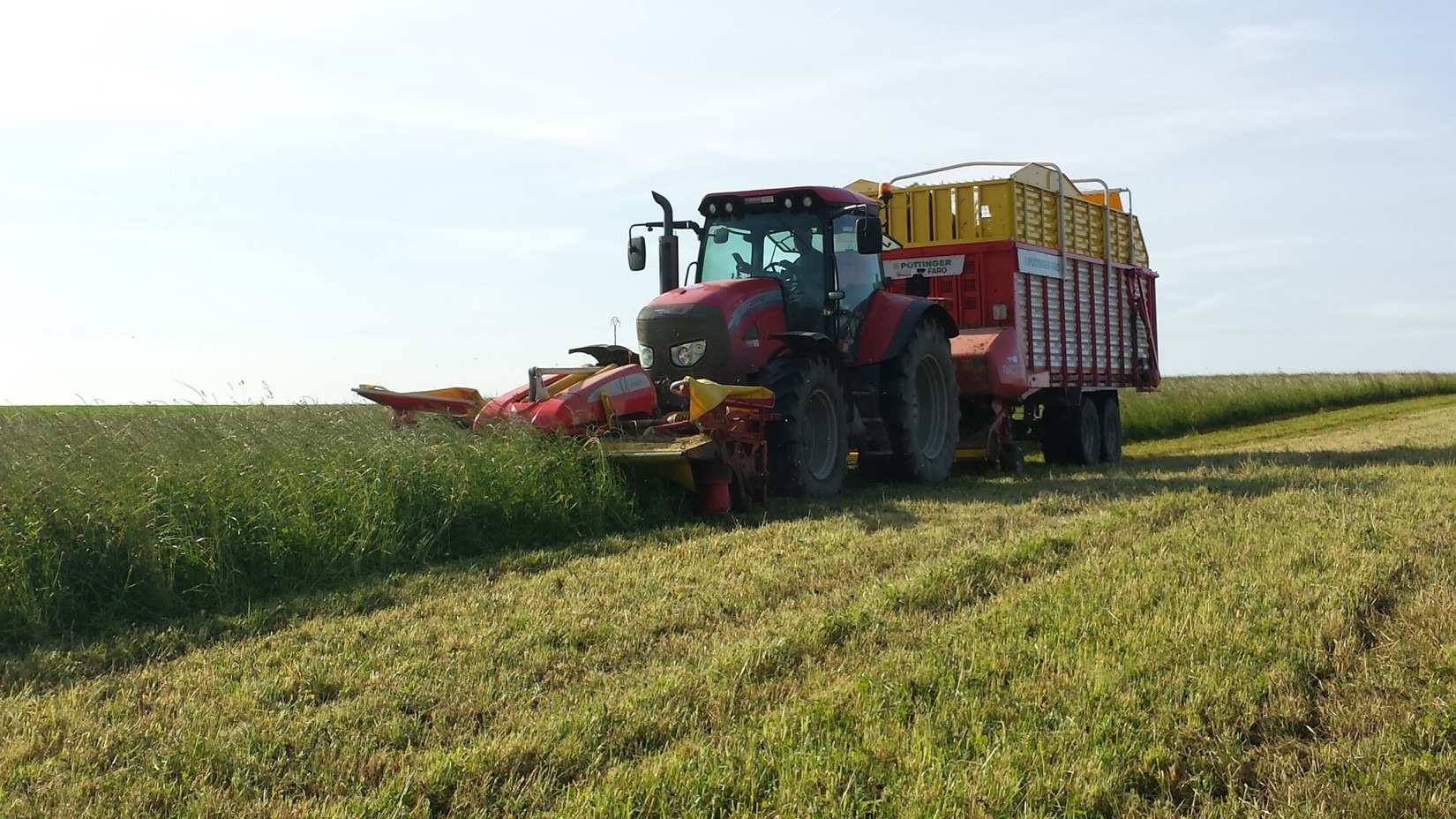 Utilisation d'une association ray-grass hybride - trèfle violet en affouragement en vert. - Illustration Le trèfle violet devrait reprendre une place de choix dans les exploitations