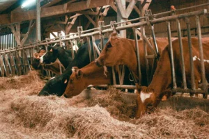 Les vaches reçoivent uniquement 1kg de MS de foin en complément de l’herbe pâturée.
