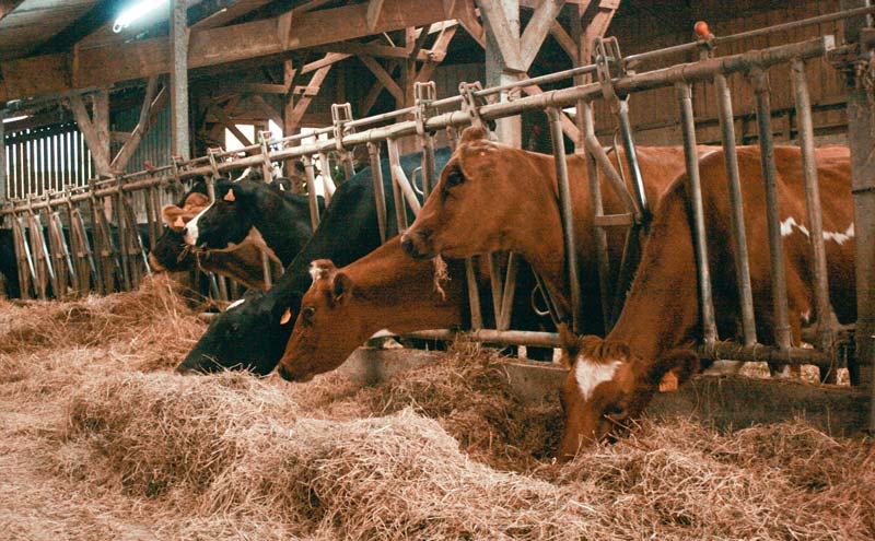 Les vaches reçoivent uniquement 1kg de MS de foin en complément de l’herbe pâturée. - Illustration L’herbe n’a pas manqué