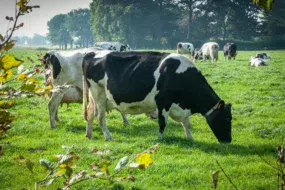 vache-herbe-prim-holstein