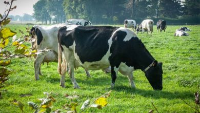 Photo of Un OS Prim’Holstein collectif et efficient pour répondre au RZE