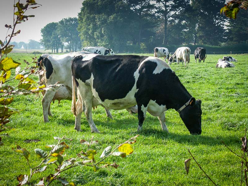 vache-herbe-prim-holstein - Illustration Un OS Prim’Holstein collectif et efficient pour répondre au RZE