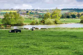 vaches-etang-eau