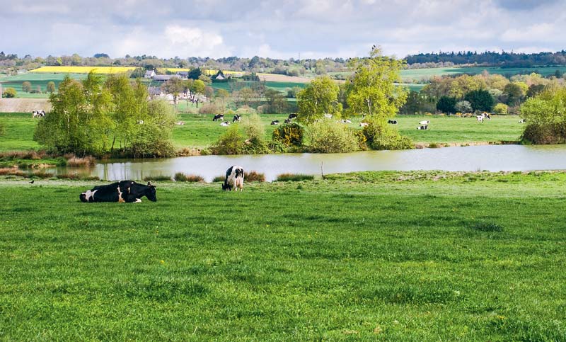 vaches-etang-eau - Illustration PAC : la France amorce un virage