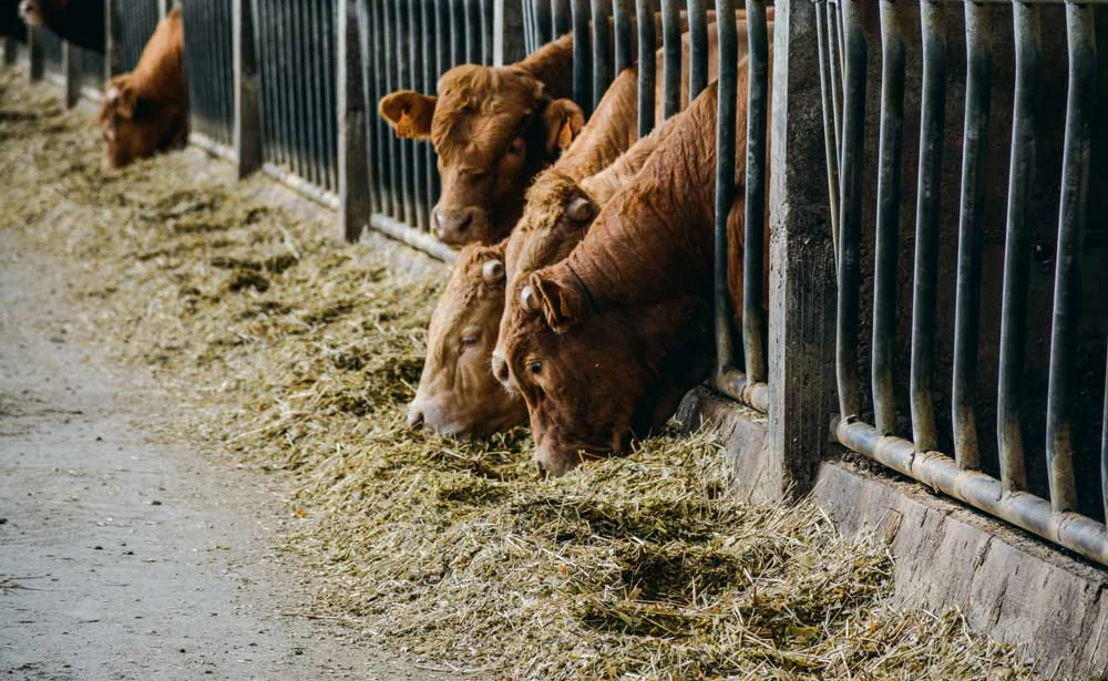 viande-bovine - Illustration Changement climatique : un rapport dénonce le rôle des géants du lait et de la viande