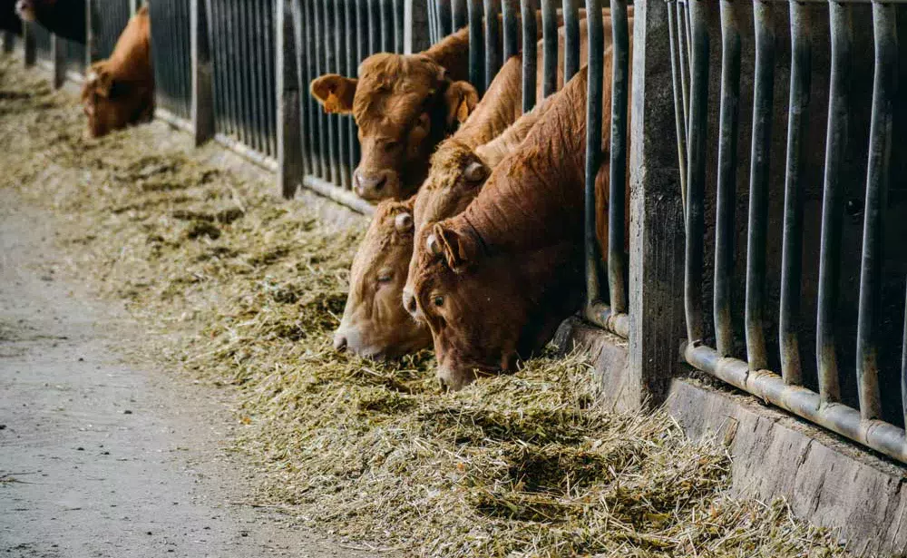 viande-bovine - Illustration Hausse des abattages de bovins en février