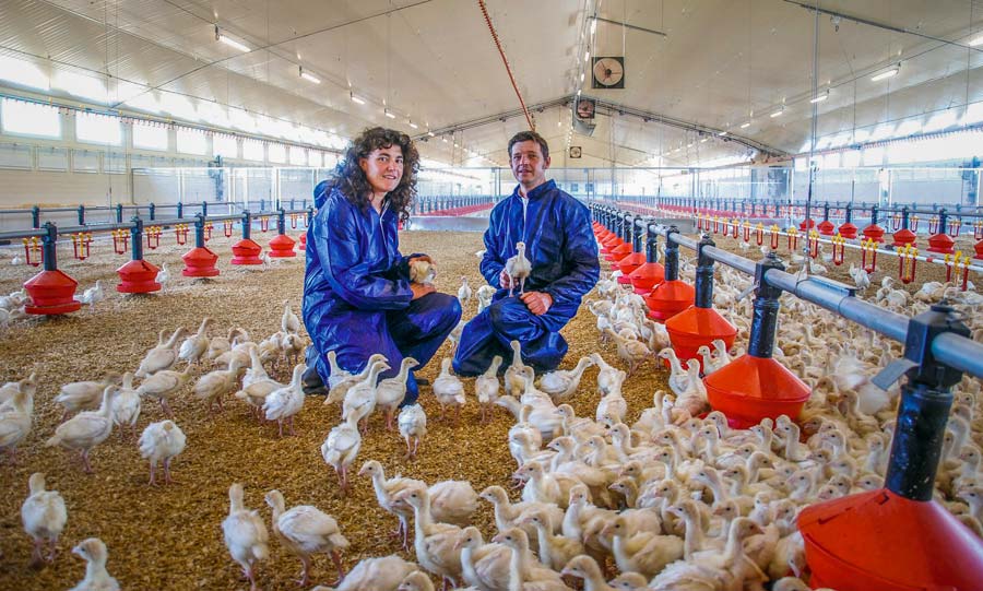 Sylvaine et Christophe Dano dans la poussinière de 1 800 m2 - Illustration La poussinière pour un démarrage maîtrisé