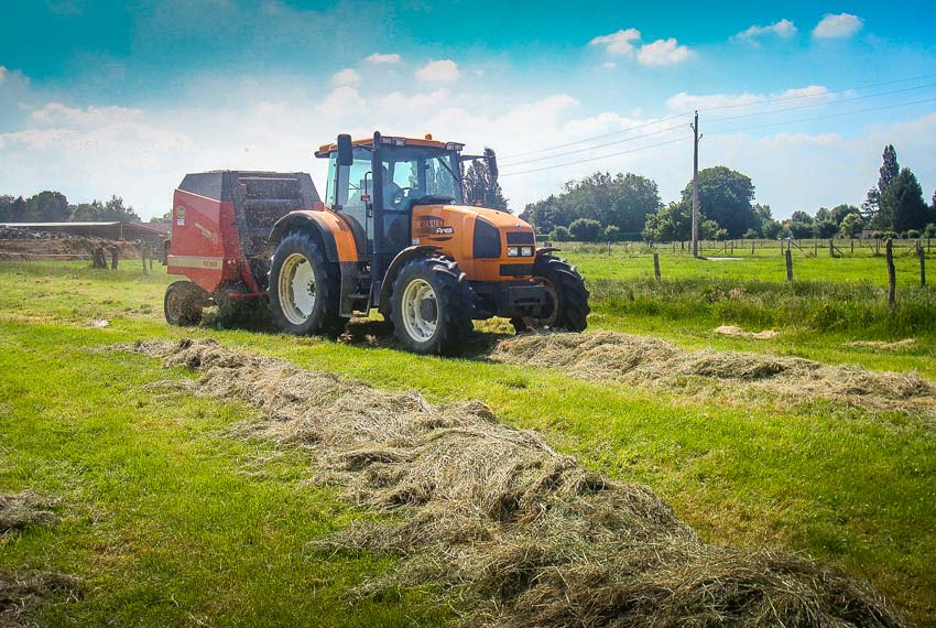 La fléole des prés est bien-adaptée aux fenaisons tardives. - Illustration Bien connaître les espèces fourragères : La fléole des prés