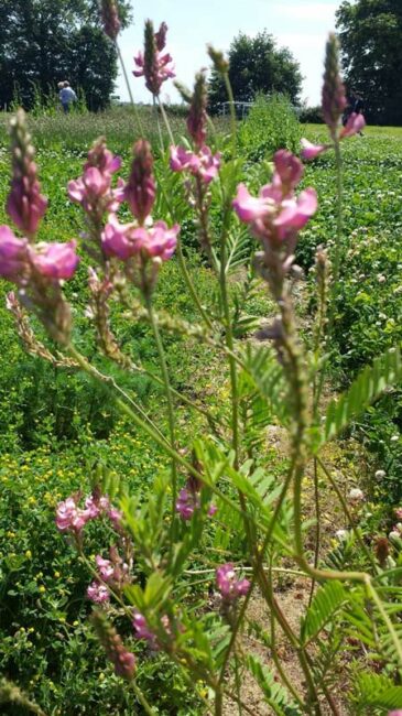 Sainfoin