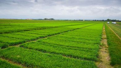 Photo of Bien connaître chacun des critères variétaux des graminées et légumineuses fourragères