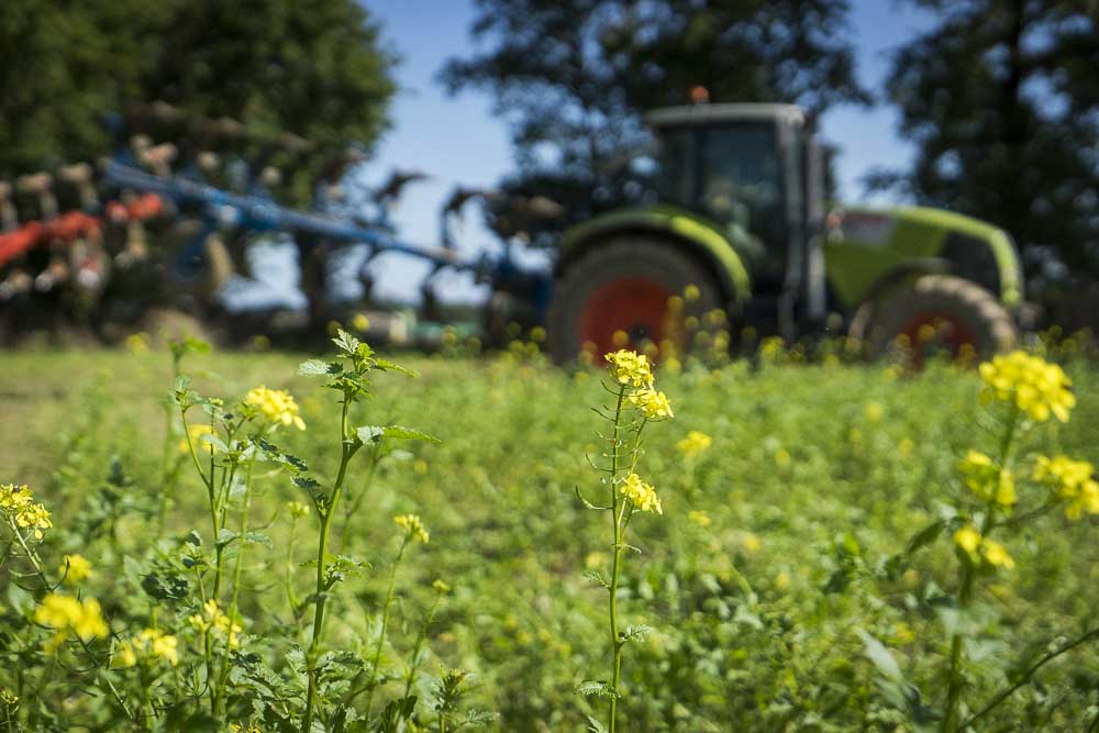 Coût de destruction des couverts végétaux à la loupe au GEDA du Ternois